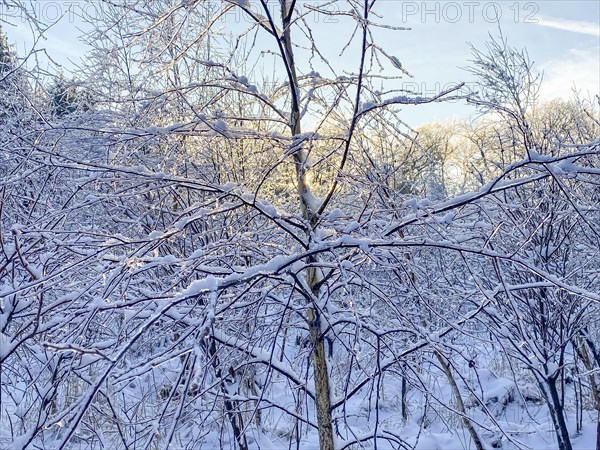 Young birch tree with ice-covered branches, black ice, Liederbach, Dillendorf, Rhineland-Palatinate, Germany, Europe