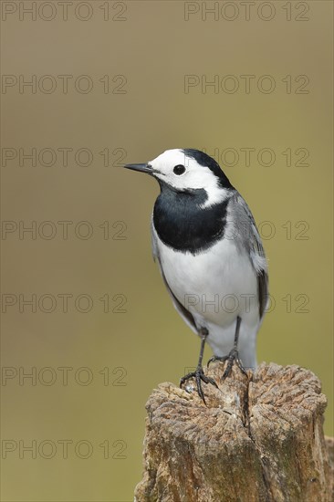 White wagtail (Motacilla alba), sitting on a tree stump, Wilnsdorf, North Rhine-Westphalia, Germany, Europe