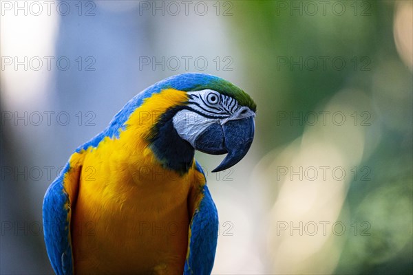 Blue and yellow macaw (Ara ararauna) Pantanal Brazil