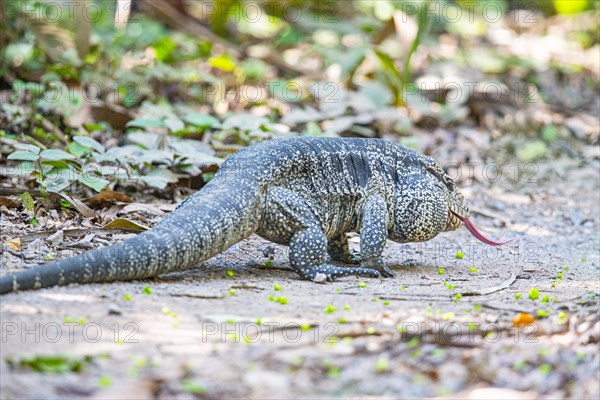 Gold tegu (Tupinambus teguixin) Pantanal Brazil