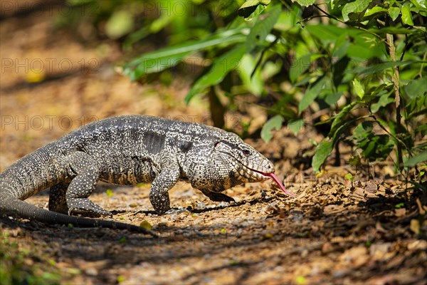 Gold tegu (Tupinambus teguixin) Pantanal Brazil