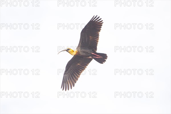 White-necked Ibis (Theristicus caudatus hyperorius) Pantanal Brazil