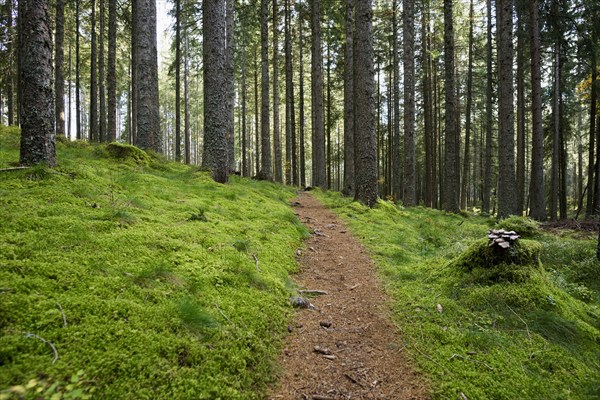 Spruce forest with moss and hiking trail, near Hinterzarten, Black Forest, Baden-Wuerttemberg, Germany, Europe