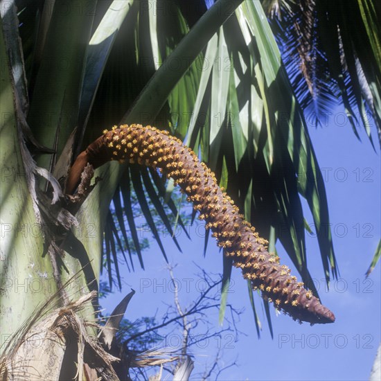 Seychelles, Praslin, Vallee de Mai, Coco de Mer male, Africa