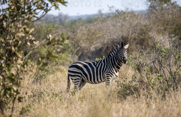 Plains zebra (Equus quagga) in dry grass, African savannah, Kruger National Park, South Africa, Africa