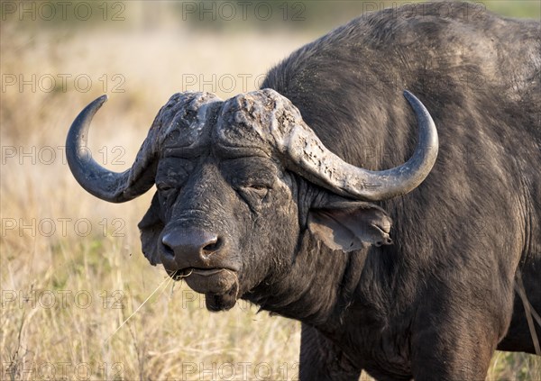 African buffalo (Syncerus caffer caffer) with grass in mouth, bull in African savannah, animal portrait, Kruger National Park, South Africa, Africa