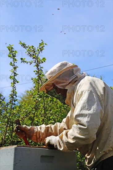 Beekeeper works on his hive