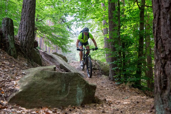 Mountain bikers on a descent in the Palatinate Forest near Weinbiet in the Palatinate Forest, Germany, Europe
