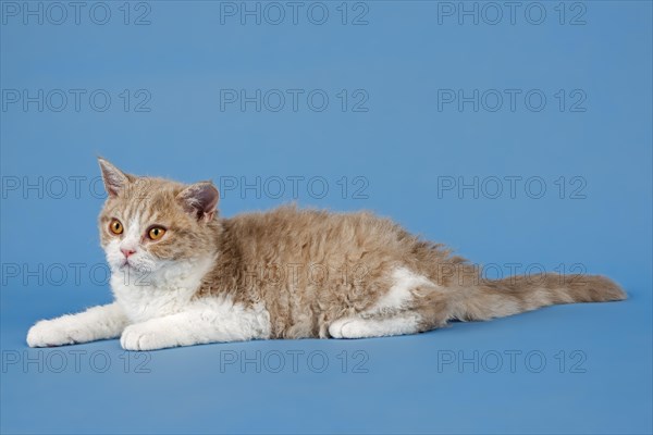 Pedigree cat Selkirk Rex, kitten, age 10 weeks, colour fawn tortie white, lying, studio photo