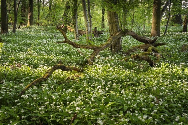A sunny deciduous forest with white flowering ramson (Allium ursinum) in spring. Dead wood lies on the forest floor. Rhine-Neckar district, Baden-Wuerttemberg, Germany, Europe