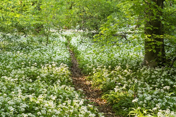 A path leads through a deciduous forest with white flowering ramson (Allium ursinum) in spring in the evening sun. Rhine-Neckar district, Baden-Wuerttemberg, Germany, Europe