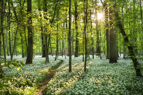 A path leads through a deciduous forest with white flowering ramson (Allium ursinum) in spring. Evening sun with sun star. Rhine-Neckar district, Baden-Wuerttemberg, Germany, Europe