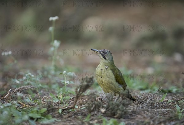 European green woodpecker (Picus viridis), Extremadura, Castilla La Mancha, Spain, Europe