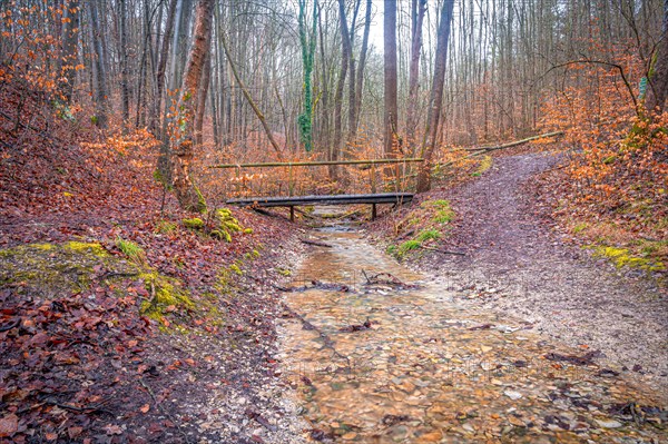 Small old wooden bridge over a stream in the Rautal valley in the forest, Jena, Thuringia, Germany, Europe