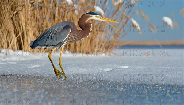 Ai generated, animal, animals, bird, birds, biotope, habitat, a, individual, swims, waters, reeds, water lilies, blue sky, foraging, wildlife, summer, seasons, purple heron (Ardea purpurea)