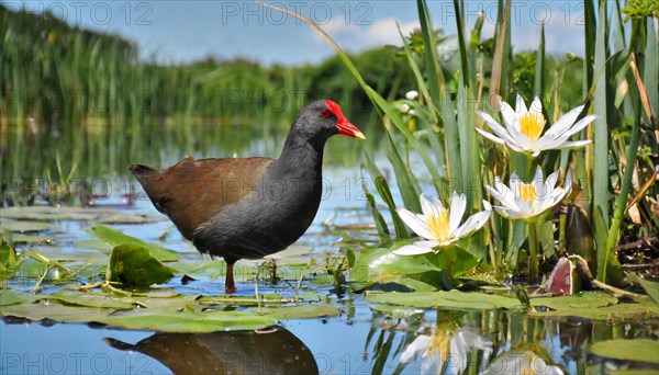 Ai generated, animal, animals, bird, birds, biotope, habitat, a, individual, swims, water, reeds, water lilies, blue sky, foraging, wildlife, summer, seasons, moorhen, moorhen rail, (Gallinula chloropos)