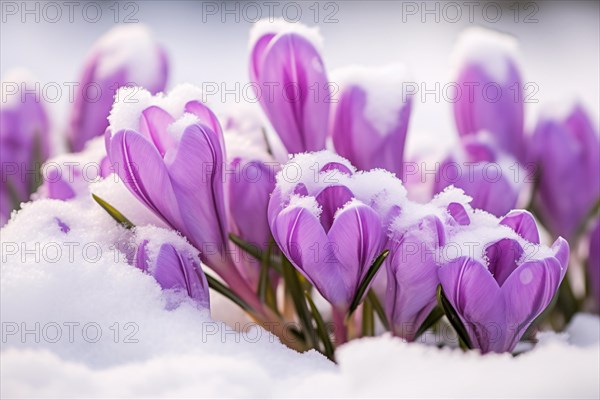 Close up of purple Crocus flowers covered in snow in early spring or late winter. KI generiert, generiert AI generated