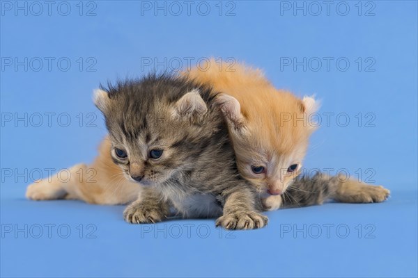 Pedigree felidae (Felis silvestris catus), one above the other, kittens, 5 weeks, blue background, studio photo