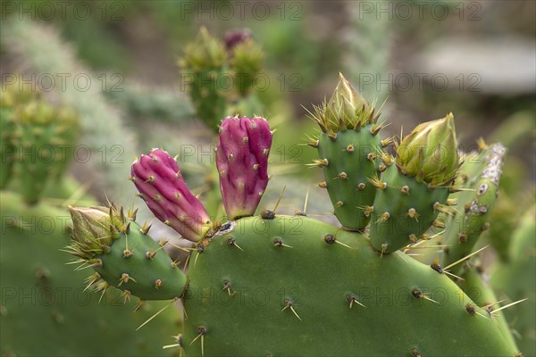 Fruits of the Mediterranean cactus (Ficus indica), Botanical Garden, Erlangen, Middle Franconia, Bavaria, Germany, Europe