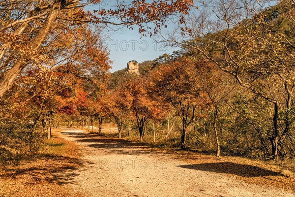 Autumn landscape of gravel road through trees in fall colors under blue sky in South Korea