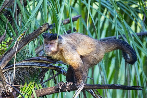 Crested capuchin (Cebus apella) Pantanal Brazil