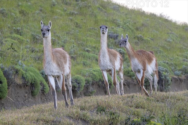 Guanaco (Llama guanicoe), Huanaco, group of animals running, adult, Torres del Paine National Park, Patagonia, end of the world, Chile, South America