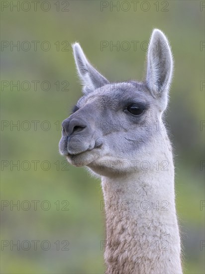 Guanaco (Llama guanicoe), Huanaco, adult, animal portrait, Torres del Paine National Park, Patagonia, end of the world, Chile, South America