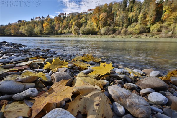 Yellow maple leaves lie on grey stones on the banks of a river in autumn, in the background a castle is enthroned on a wooded hill, Salzach, Burghausen, Upper Bavaria, Bavaria, Germany, Europe