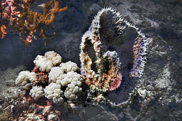 Bubble coral (Plerogyra sinuosa), and barrel sponge (Xestospongia testudinaria), Wakatobi Dive Resort, Sulawesi, Indonesia, Asia