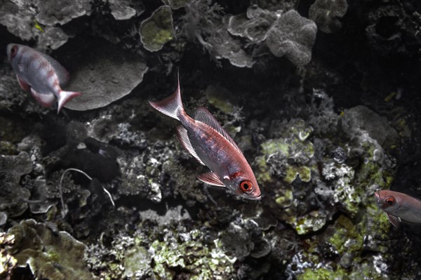 Soldierfish (Myripristinae), Wakatobi Dive Resort, Sulawesi, Indonesia, Asia