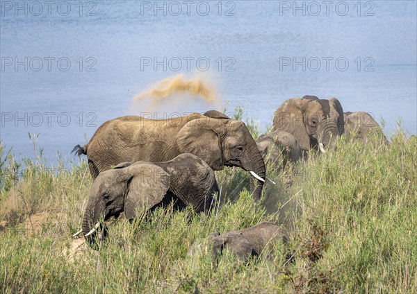 African elephants (Loxodonta africana), on the banks of the Sabie River, taking a dust bath, Kruger National Park, South Africa, Africa