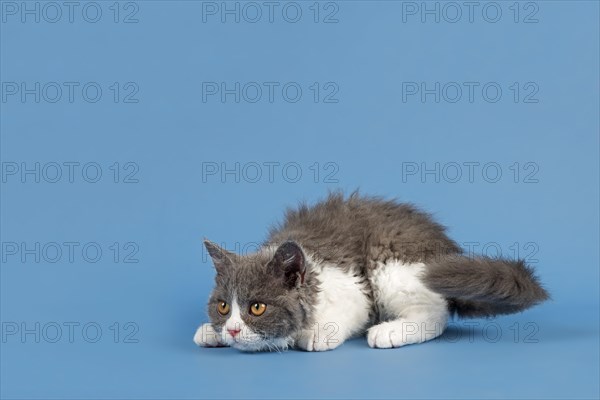 Pedigree cat Selkirk Rex. Kitten, age 10 weeks, colour blue white, studio picture