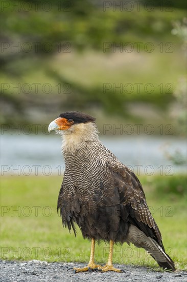 Southern crested caracara (Caracara plancus) standing on the ground, Tierra del Fuego National Park, Tierra del Fuego Island, Patagonia, Argentina, South America