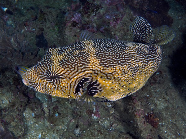 Map puffer (Arothron mappa), Sodwana Bay dive site, Maputaland Marine Reserve, KwaZulu Natal, South Africa, Africa