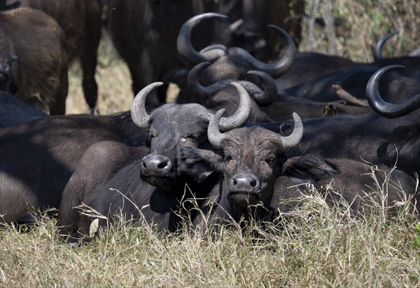Herd of african buffalo (Syncerus caffer caffer) lying in dry grass, African savannah, Kruger National Park, South Africa, Africa