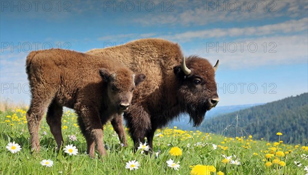 AI generated, animal, animals, mammal, mammals, biotope, habitat, two, bison with calf, spring, foraging, wildlife, bison, North America, buffalo, wild cattle, (Bison bonasus)