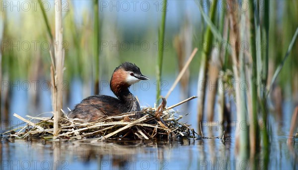 Ai generated, animal, animals, bird, birds, biotope, habitat, a, individual, swims, waters, reeds, blue sky, foraging, wildlife, water lilies, summer, seasons, red-necked grebe (Podiceps grisegena), sits, nest, Europe, juvenile
