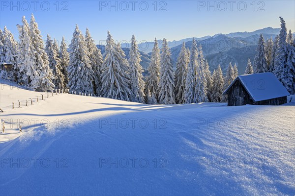 Hut in front of trees in snowy mountain landscape, winter, Hoernle, Ammergau Alps, Upper Bavaria, Bavarian Alps, Bavaria, Germany, Europe