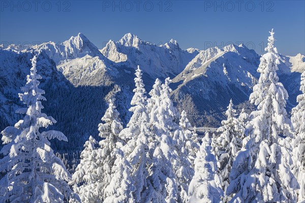 Winter landscape and snow-covered trees in front of mountains, winter, sun, Tegelberg, Ammergau Alps, Upper Bavaria, Bavaria, Germany, Europe
