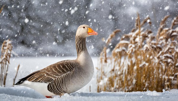 Ai generated, animal, animals, bird, birds, biotope, habitat, an, individual, water, reed, blue sky, foraging, wildlife, winter, snow, ice, snows, seasons, greylag goose (Anser anser)