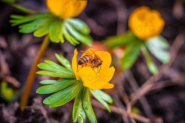 Honey bee (Apis mellifera Linnaeus) on the flower of a winter aconite (Eranthis hyemalis), Jena, Thuringia, Germany, Europe