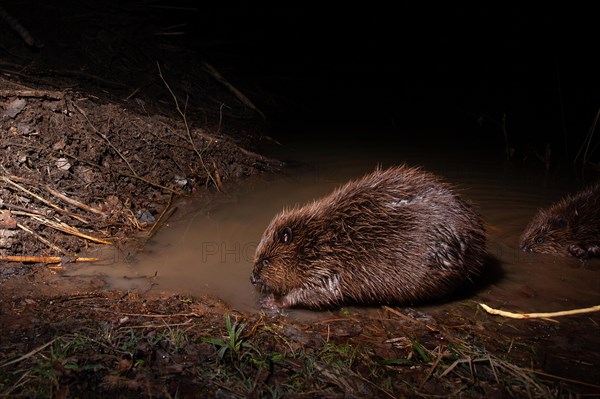 European beaver (Castor fiber) at the beaver lodge, Thuringia, Germany, Europe