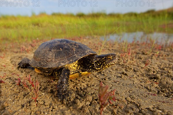 European pond turtle (Emys orbicularis), Danube Delta Biosphere Reserve, Romania, Europe