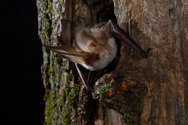 Brown long-eared bat (Plecotus auritus) in a tree hollow, Thuringia, Germany, Europe