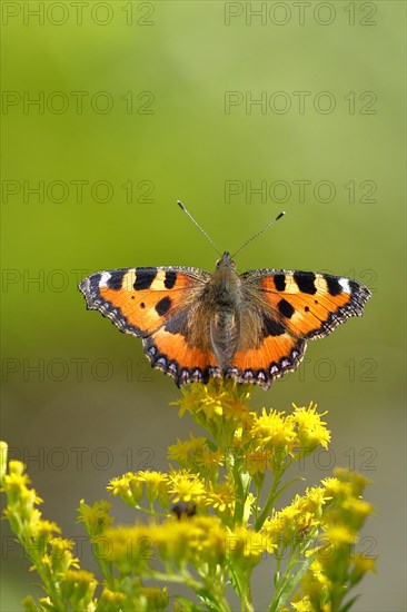 Small tortoiseshell (Aglais urticae), on a goldenrod (Solidago) flower, Wilden, North Rhine-Westphalia, Germany, Europe