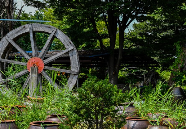 Wooden waterwheel in beautiful garden behind rows of fermentation jars in South Korea