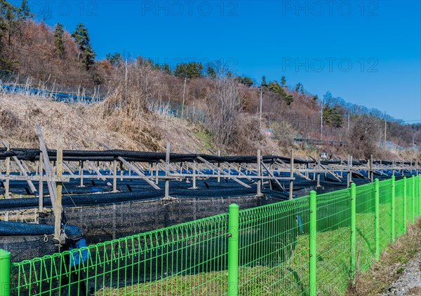 Crop of ginseng behind green fence with trees and blue sky in background