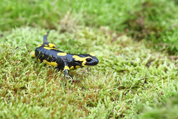 Fire salamander (Salamandra salamandra), running over moss, Wildlife, North Rhine-Westphalia, Germany, Europe