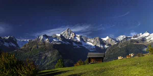 Visperterminen with the Bietschhorn in the Swiss Alps, cow, hut, idyll, idyllic, summer, mountain village, panorama, cattle farming, free-range, cow pasture, alpine pasture, mountain pasture, lovely, beautiful, travel, holiday, hiking holiday, hiking, tourism, outdoor, Valais, Switzerland, Europe