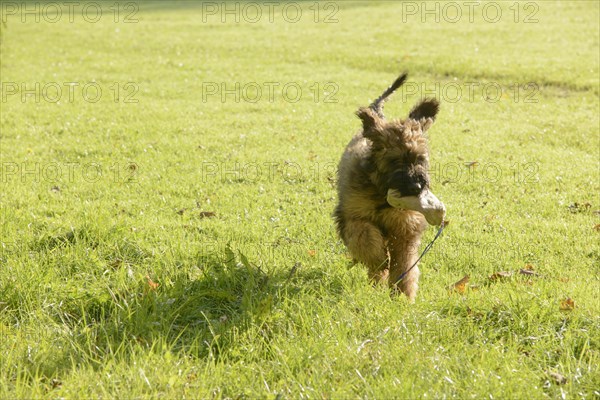 Briard, young, 4 months old, playing fetch